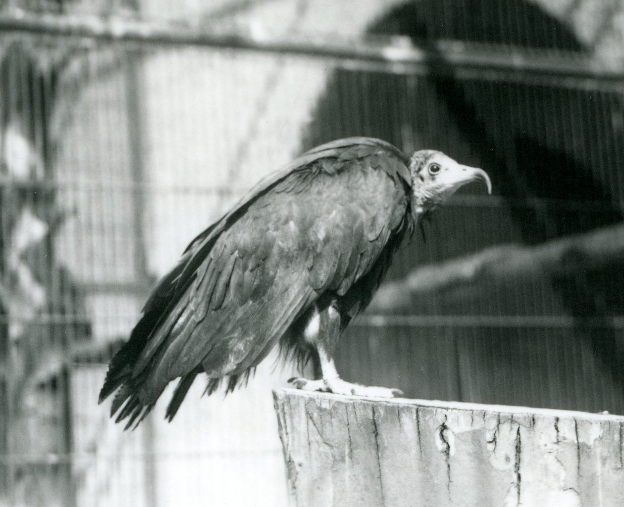 絶滅の危機に瀕しているフード付きハゲワシが丸太の上に立っている、1925年9月、ロンドン動物園 作： フレデリックウィリアムボンド
