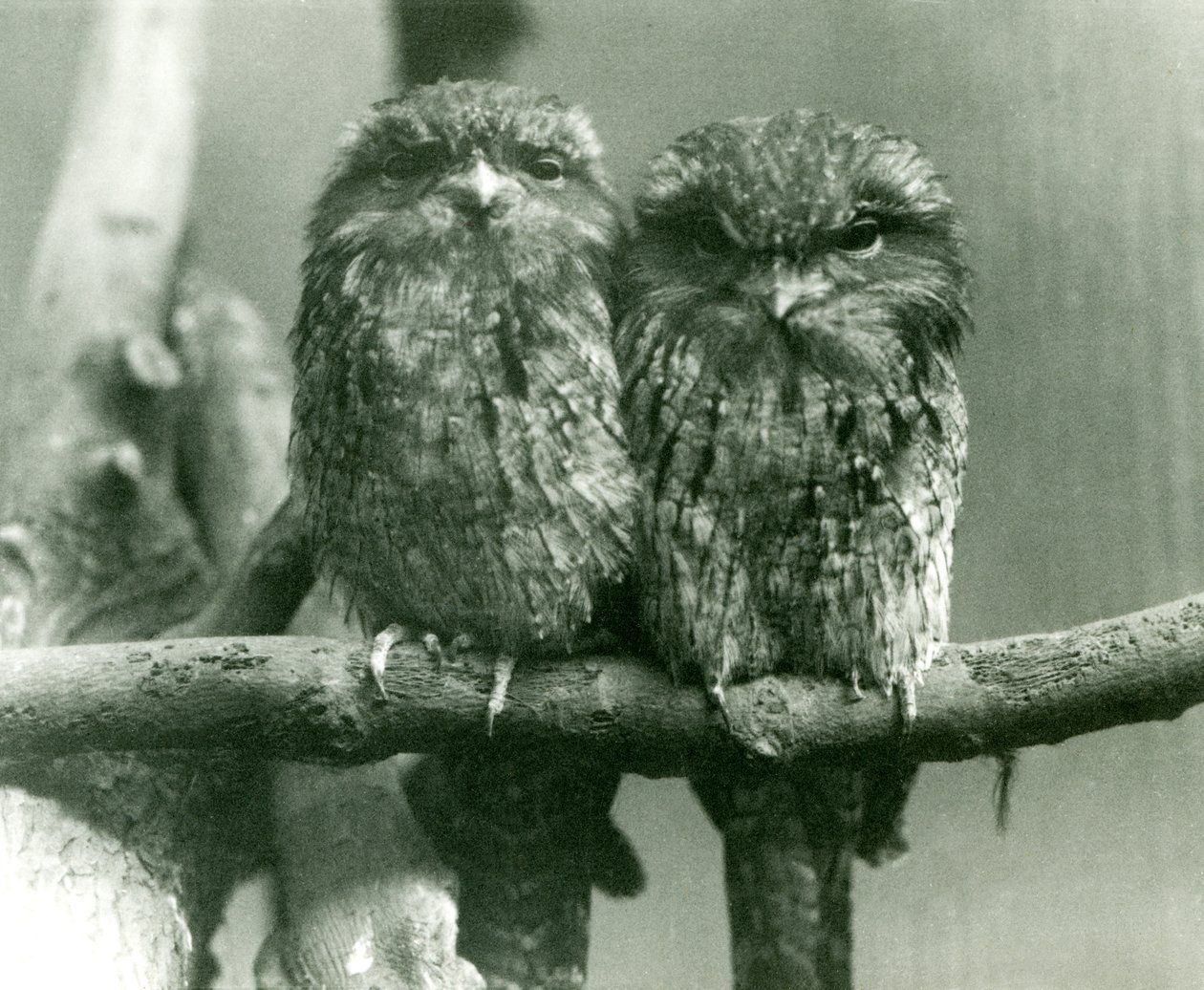 1924年にロンドン動物園の枝に座っている2人のタウニーフロッグマス 作： フレデリックウィリアムボンド