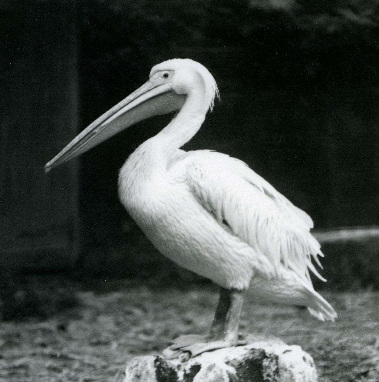 1925年9月にロンドン動物園で木の切り株に立っているペリカン 作： フレデリックウィリアムボンド
