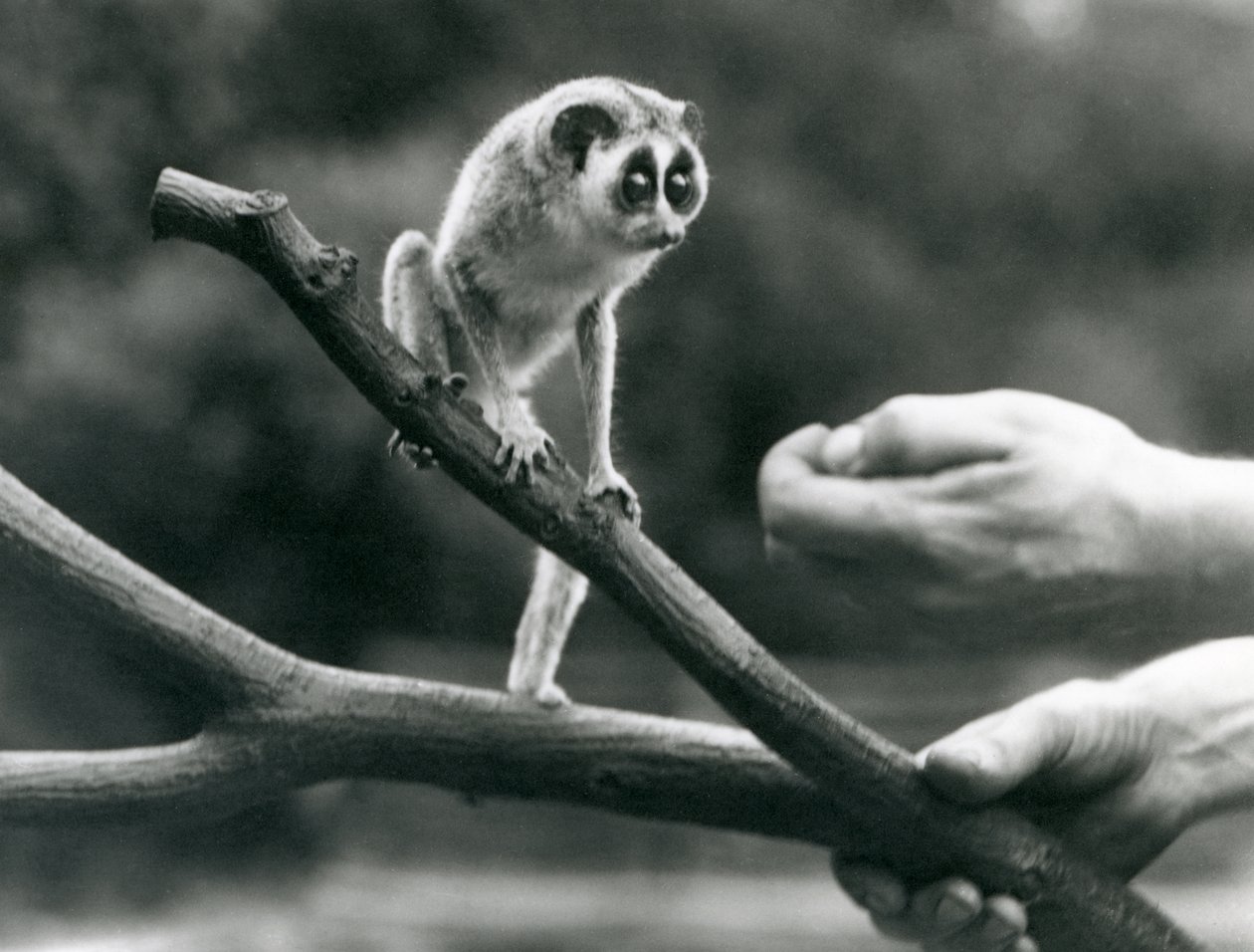 1926年8月、ロンドン動物園の飼育係が飼っている枝に立っている細身のロリス 作： フレデリックウィリアムボンド