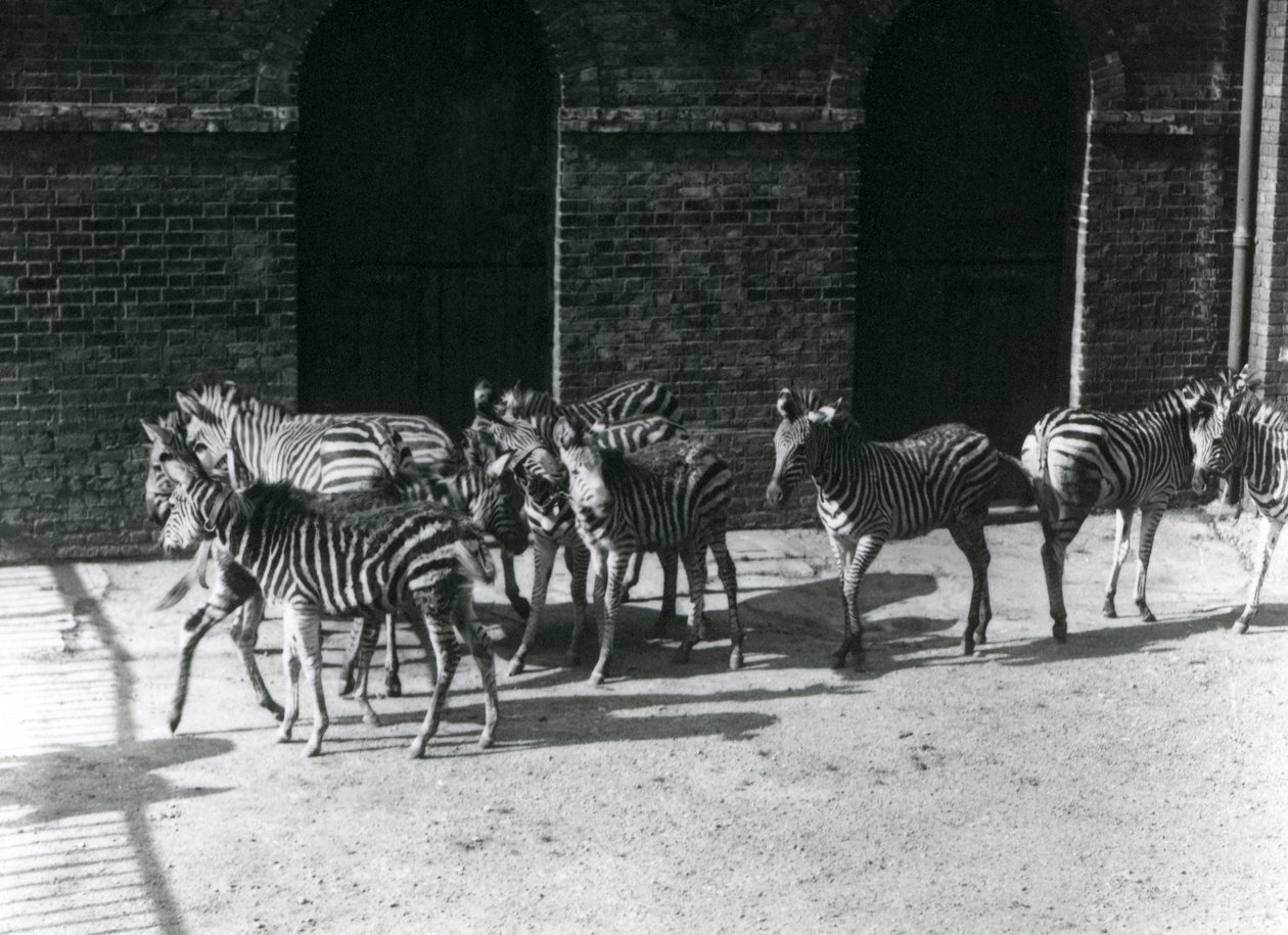 1924年にロンドン動物園でチャップマンズゼブラの小さな群れ 作： フレデリックウィリアムボンド