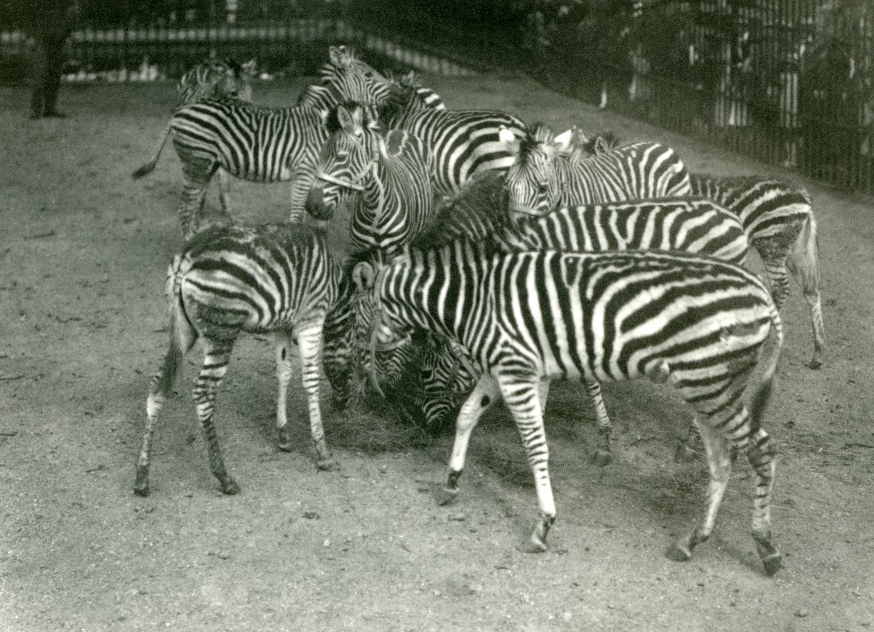 チャップマンズゼブラの小さな群れ。1923年にロンドン動物園の若者を含む 作： フレデリックウィリアムボンド