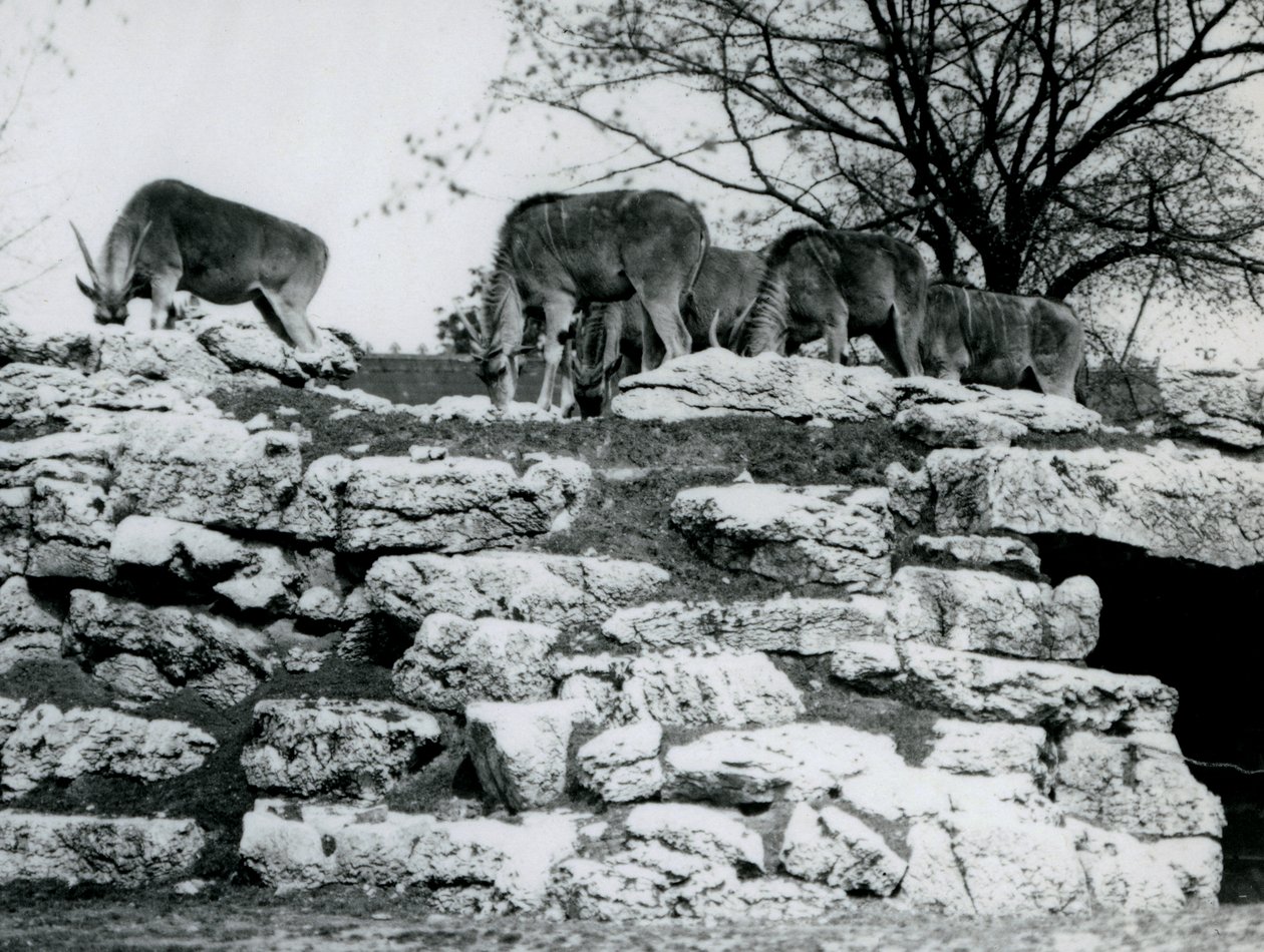 1925年6月にロンドン動物園のエランドアンテロープパドックの岩の間で放牧するコモンエランドの小さな群れ 作： フレデリックウィリアムボンド