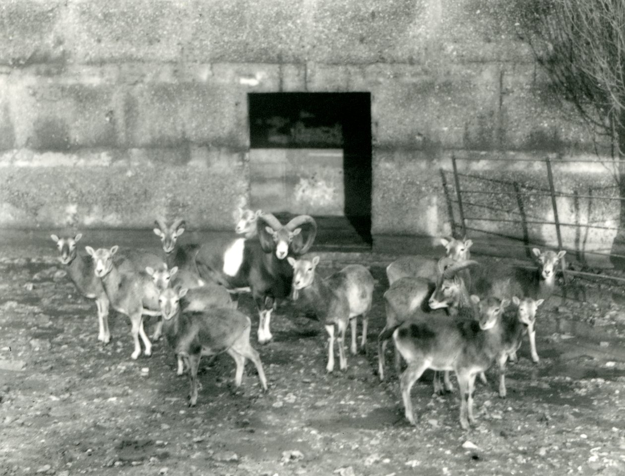 1926年11月にロンドン動物園でムーフロンの小さな群れ 作： フレデリックウィリアムボンド
