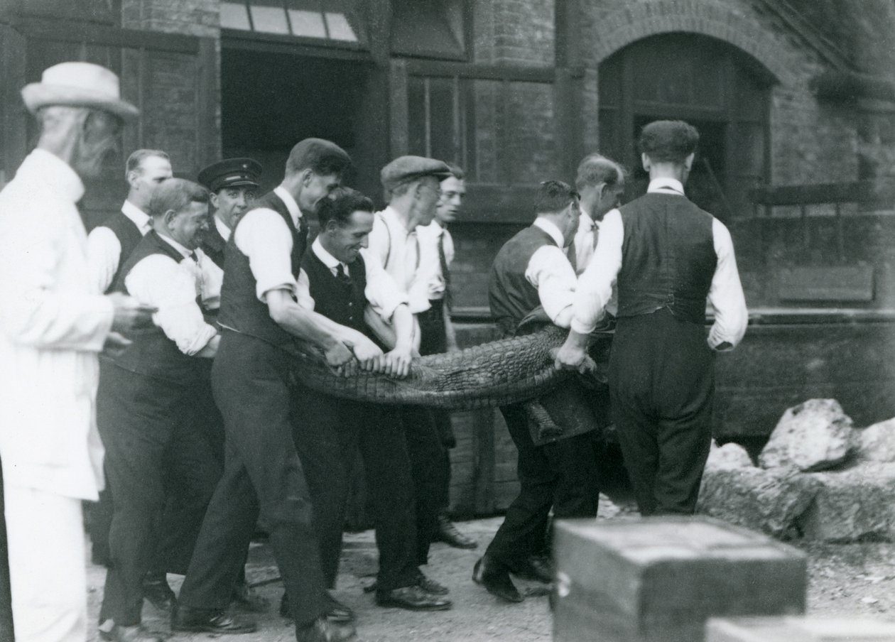 1924年にロンドン動物園でピーターチャーマーズミッチェル卿が見守るアリゲーターを運ぶ男性のチーム 作： フレデリックウィリアムボンド