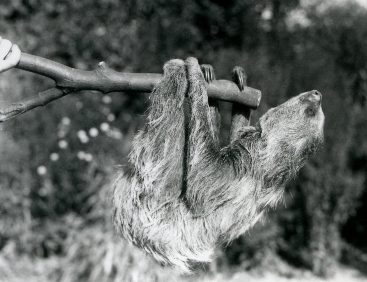 1925年9月、ロンドン動物園の飼育係が飼っている切り枝にぶら下がっている2本指のナマケモノ 作： フレデリックウィリアムボンド