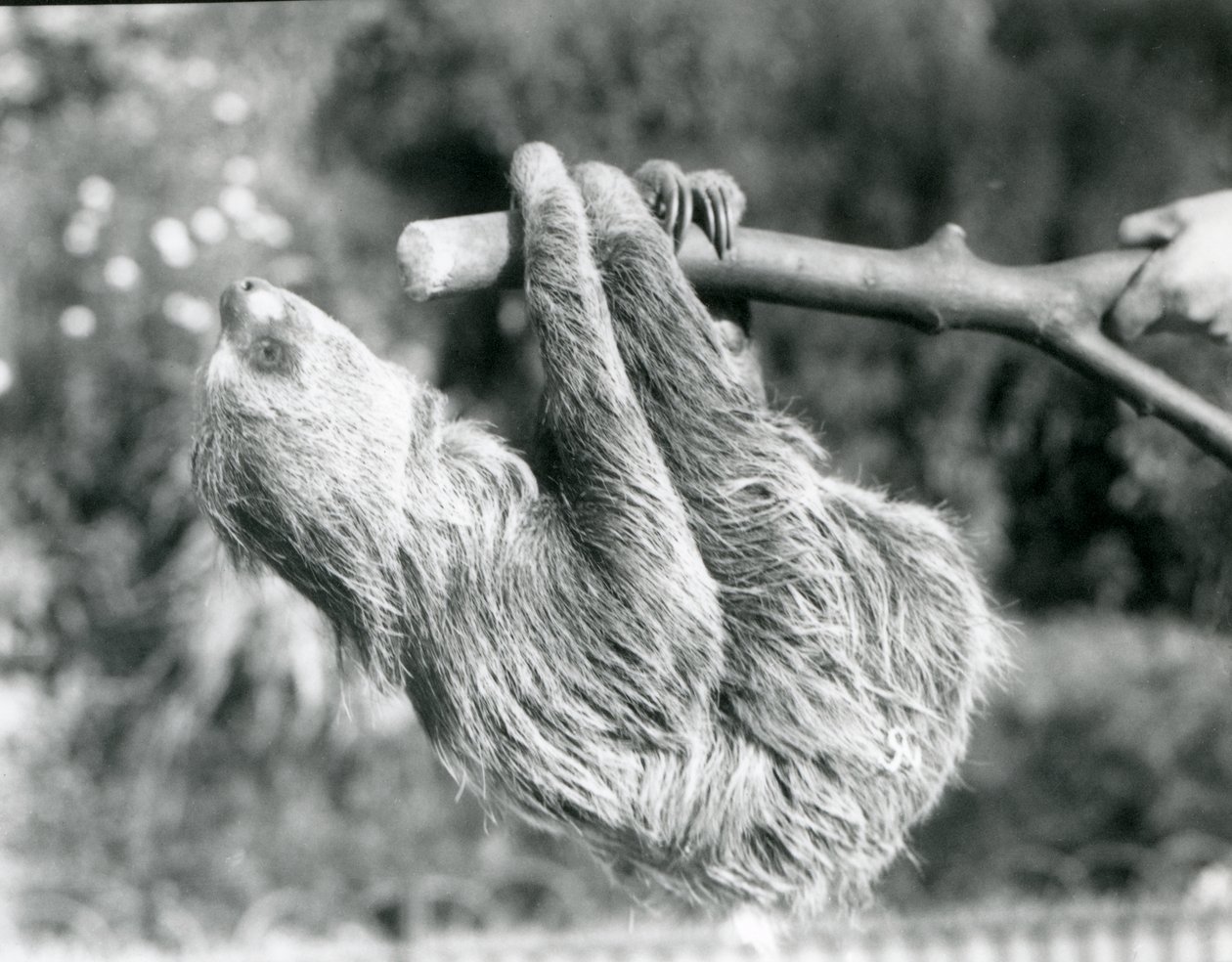 1925年9月、ロンドン動物園の飼育係が飼っている切り枝にぶら下がっている2本指のナマケモノ 作： フレデリックウィリアムボンド