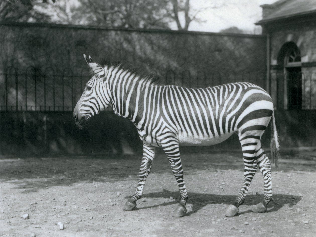 ロンドン動物園のパドックに立つ、傷つきやすいハートマンシマウマ 作： フレデリックウィリアムボンド