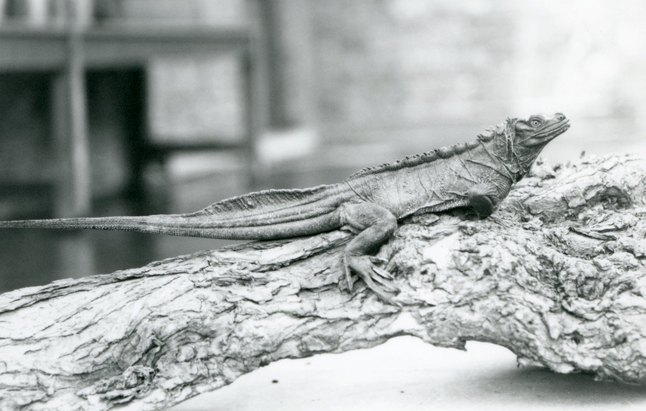 1928年、ロンドン動物園の丸太の上で休む脆弱なセイルフィントカゲ（モノクロ写真 作： フレデリックウィリアムボンド
