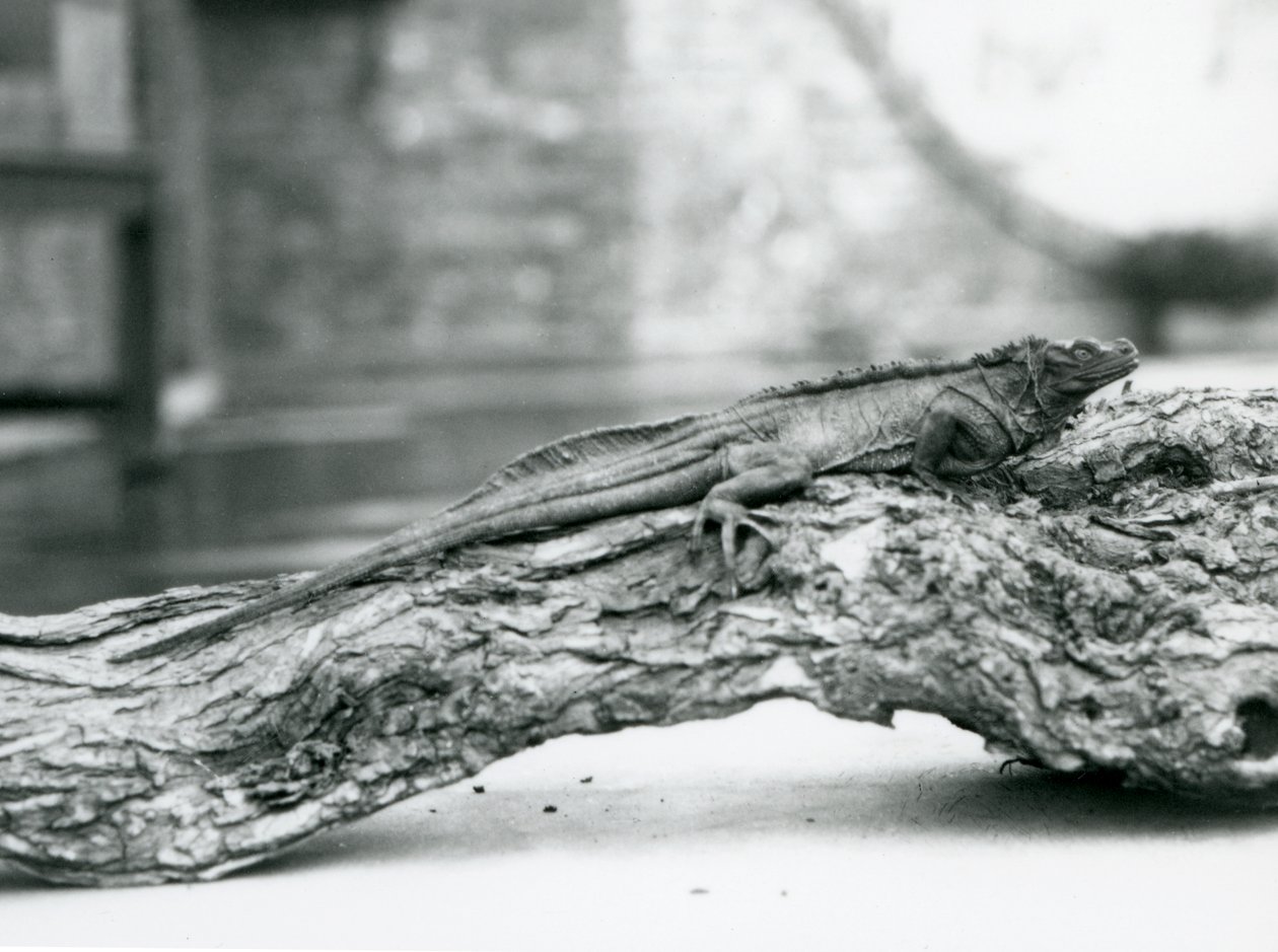 1928年、ロンドン動物園の丸太の上で休む脆弱なセイルフィントカゲ（モノクロ写真 作： フレデリックウィリアムボンド