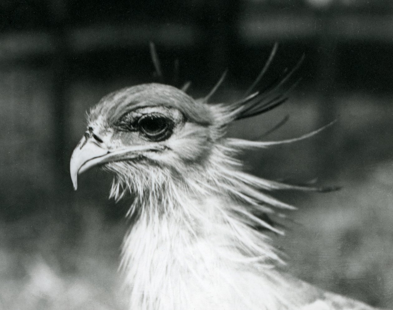 1928年にロンドン動物園で撮影された脆弱なセクレタリーバード（セクレタリーバード）（モノクロ写真 作： フレデリックウィリアムボンド