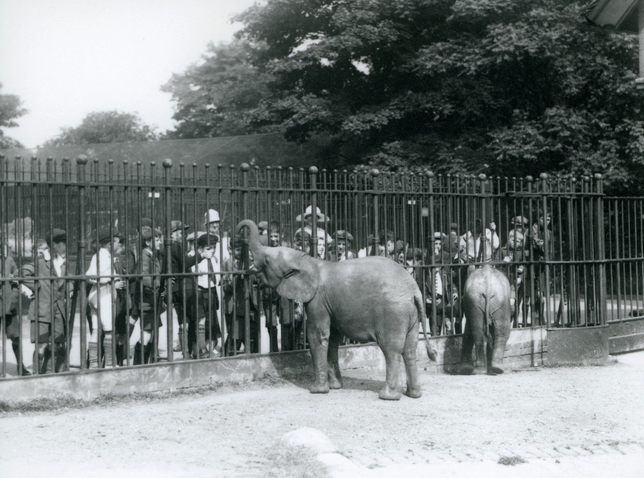 若いアフリカゾウとピグミーアフリカゾウは、ロンドン動物園のパドックの手すりを介して、子供たちの大規模なグループと相互作用します。1926年 作： フレデリックウィリアムボンド