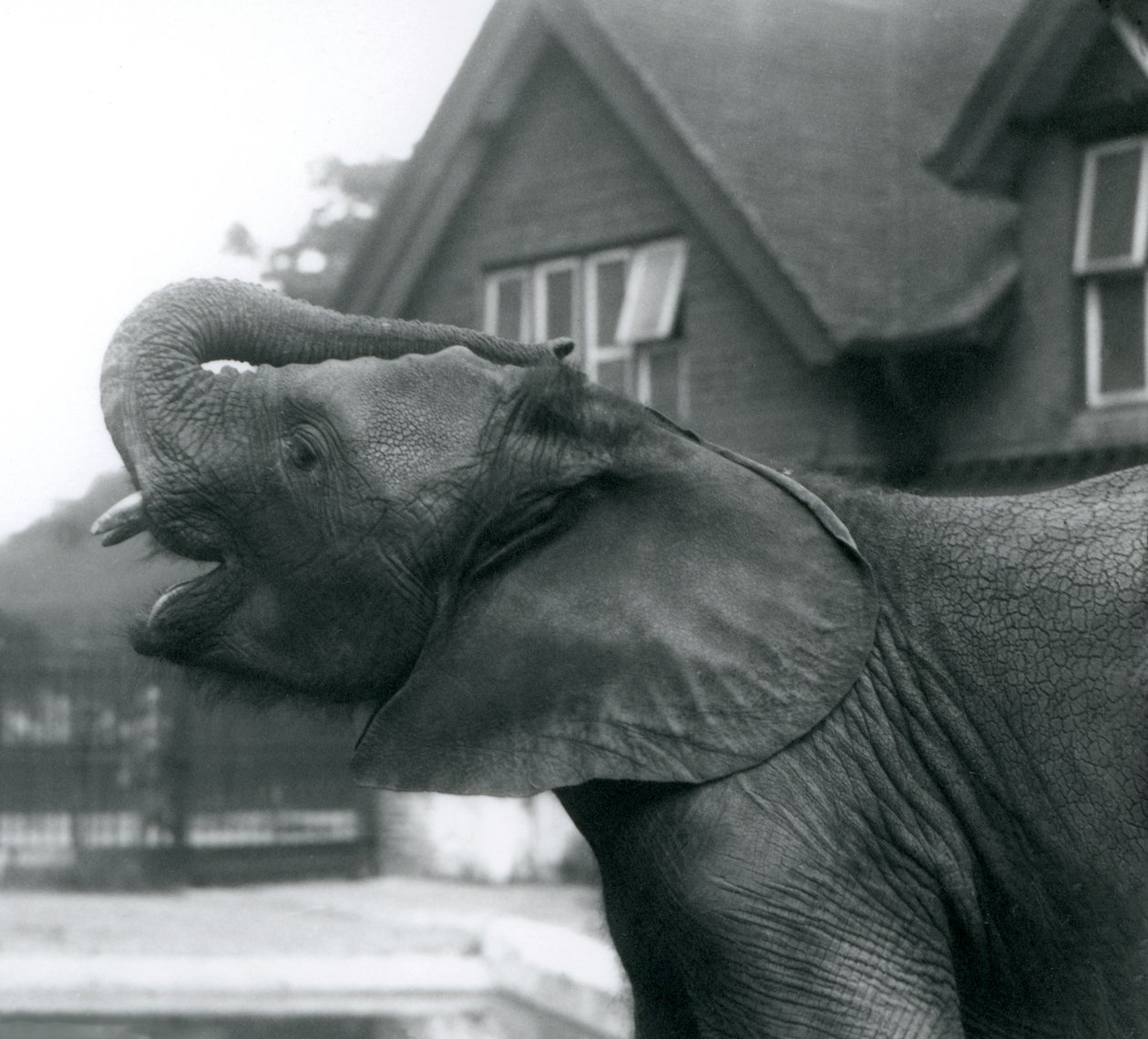 1925年8月、ロンドン動物園の額に頭を上げた若いアフリカ象 作： フレデリックウィリアムボンド