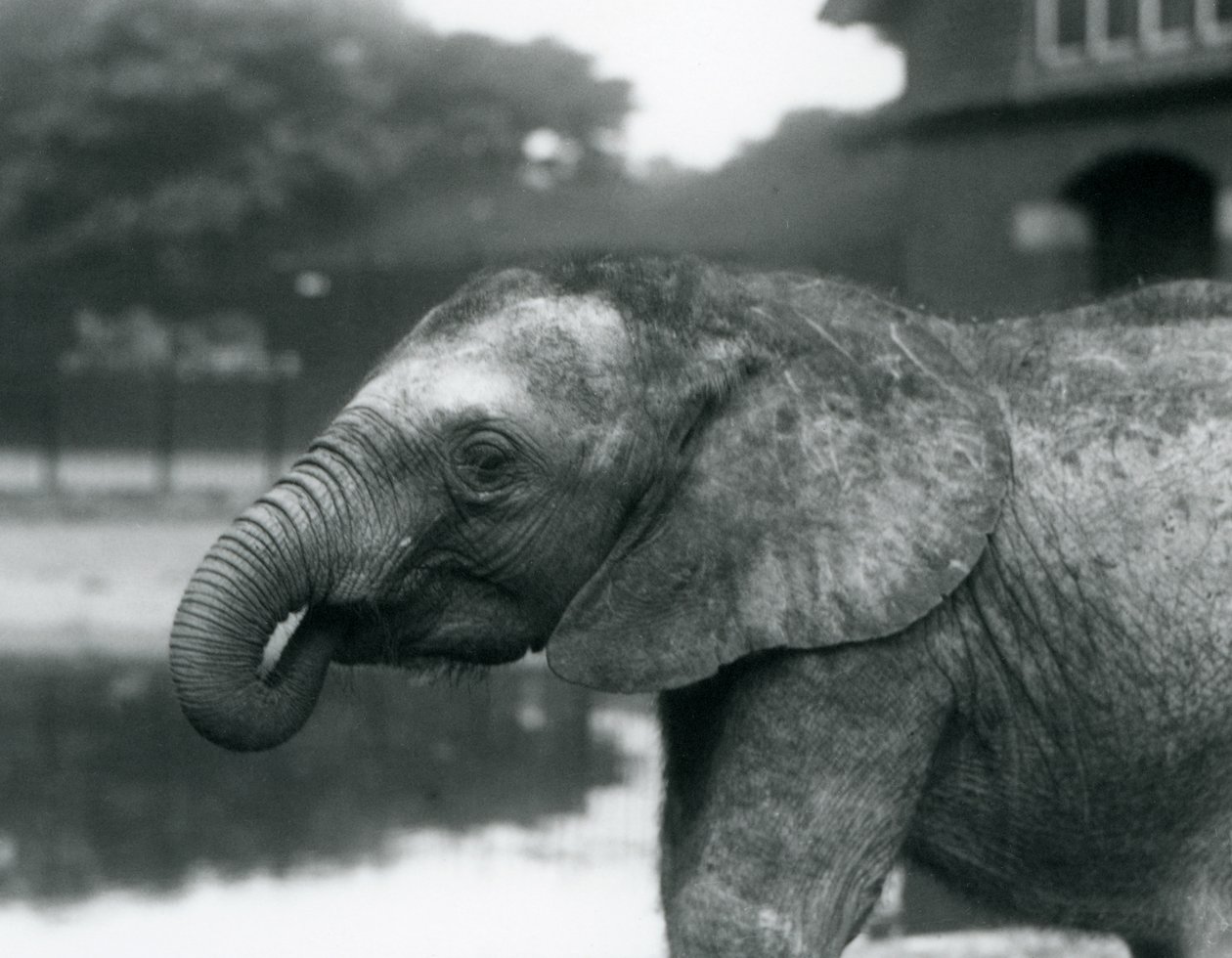 1925年8月、ロンドン動物園で、トランクの端が口の中にある若いアフリカゾウ 作： フレデリックウィリアムボンド