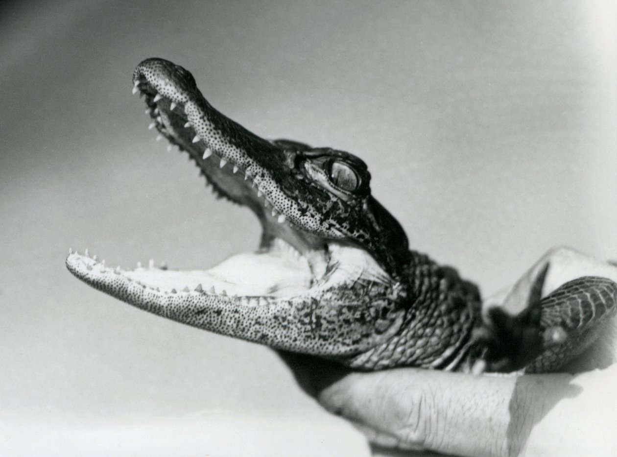 飼育員に首根っこを掴まれたワニの子供（ロンドン動物園、1928年8月）（モノクロ写真 作： フレデリックウィリアムボンド