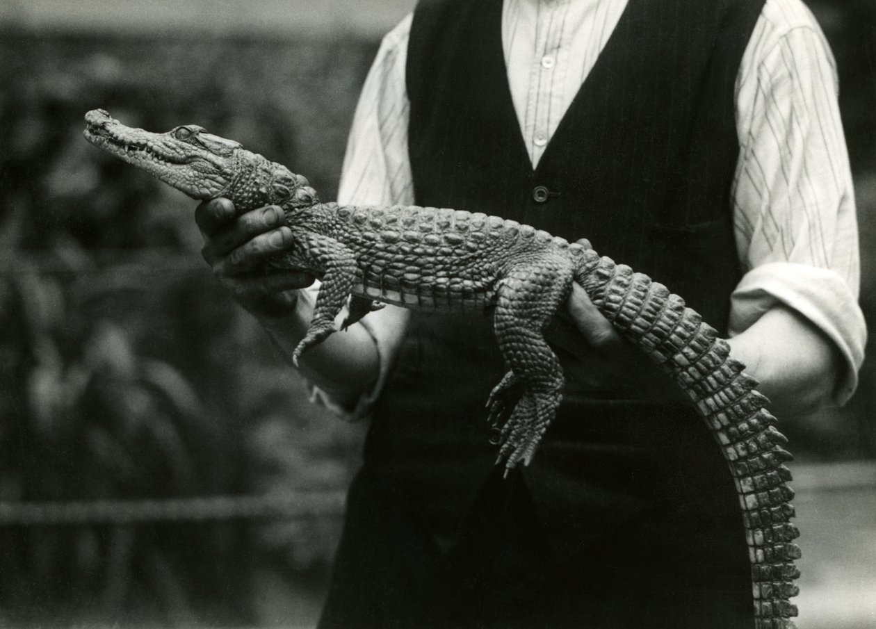 1924年に飼育員のロンドン動物園に抱かれた若いアメリカワニ 作： フレデリックウィリアムボンド