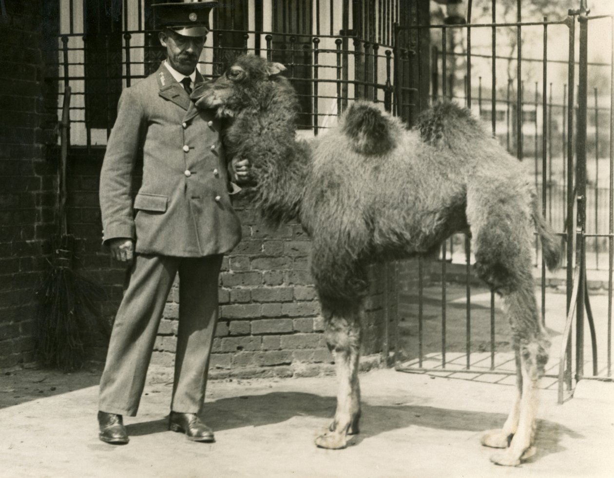 動物園で生まれたバクトリア・キャメルの子供とその飼育員（ロンドン動物園 作： フレデリックウィリアムボンド