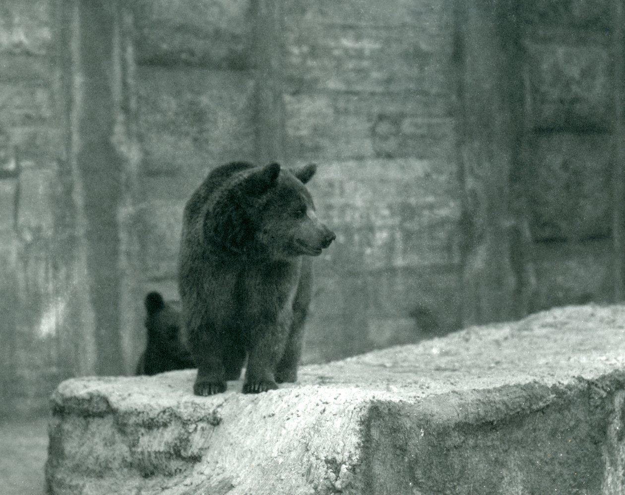 1914年6月、ロンドン動物園の若いヒグマ 作： フレデリックウィリアムボンド