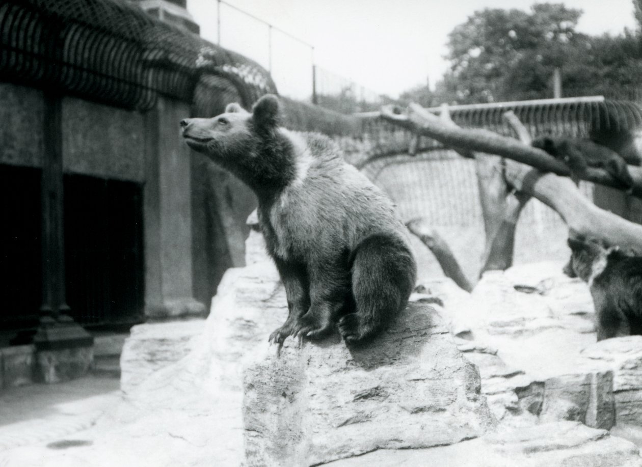 1913年8月、ロンドン動物園の枝で3人目が眠っている3人が枝で寝ている、手前の岩の上に座っている若いヒグマ 作： フレデリックウィリアムボンド
