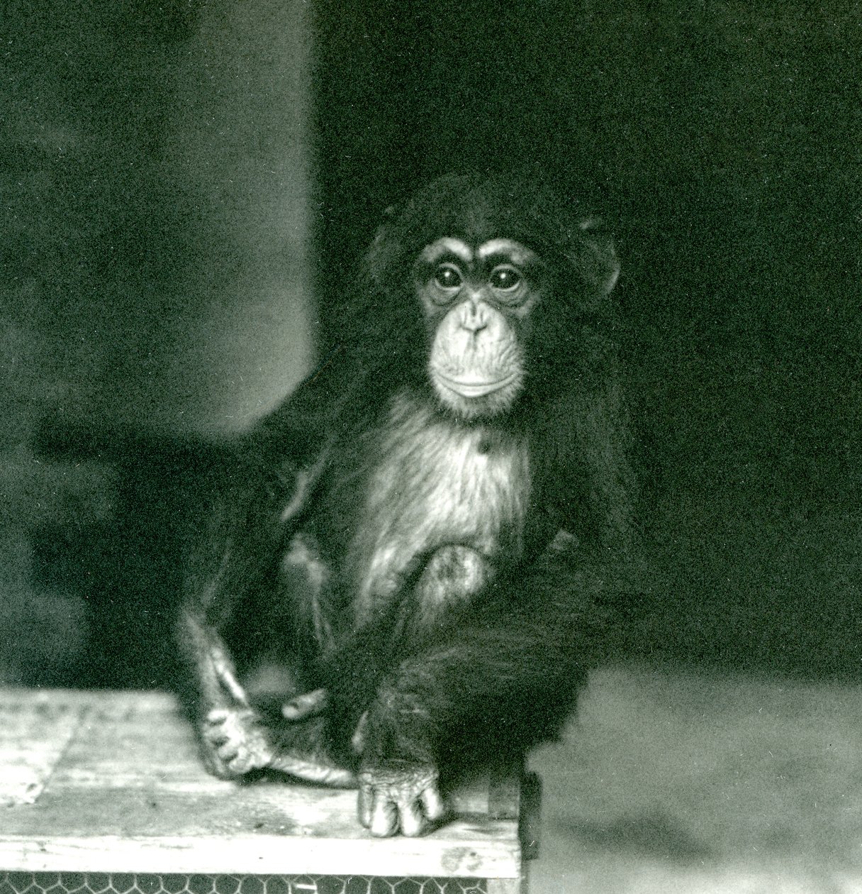 1924年、ロンドン動物園で木箱に座る若いチンパンジー（モノクロ写真 作： フレデリックウィリアムボンド