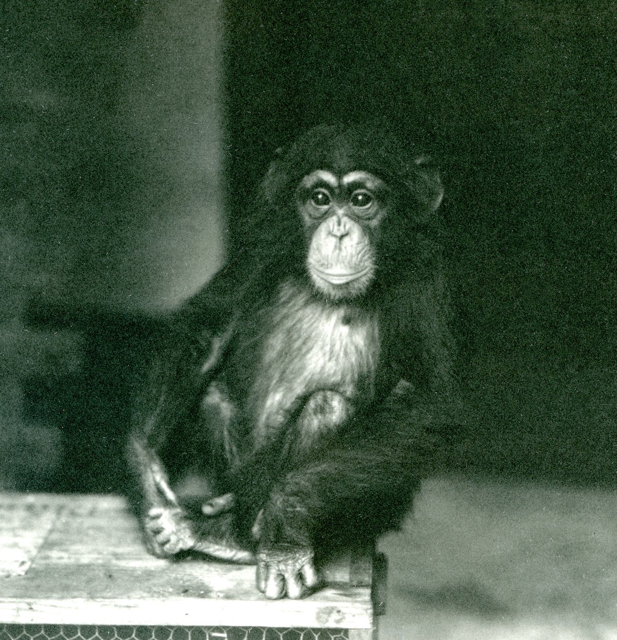 1924年にロンドン動物園で木箱に座っている若いチンパンジー 作： フレデリックウィリアムボンド