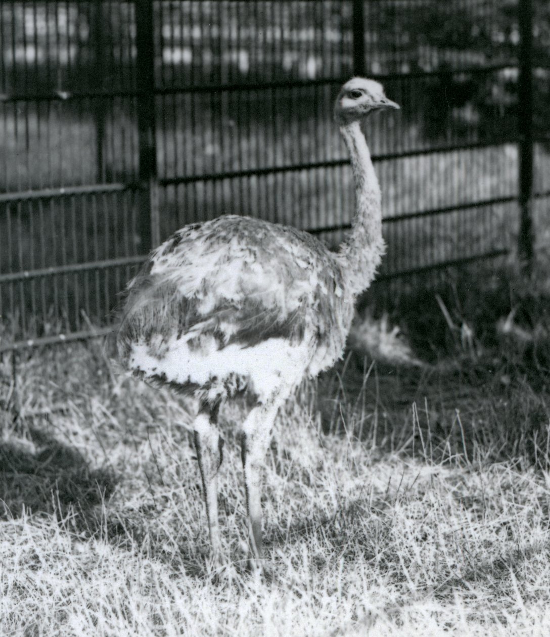 囲いの柵の横で草の上に立つ若いダーウィンズ/レッサー・レア（ロンドン動物園 作： フレデリックウィリアムボンド
