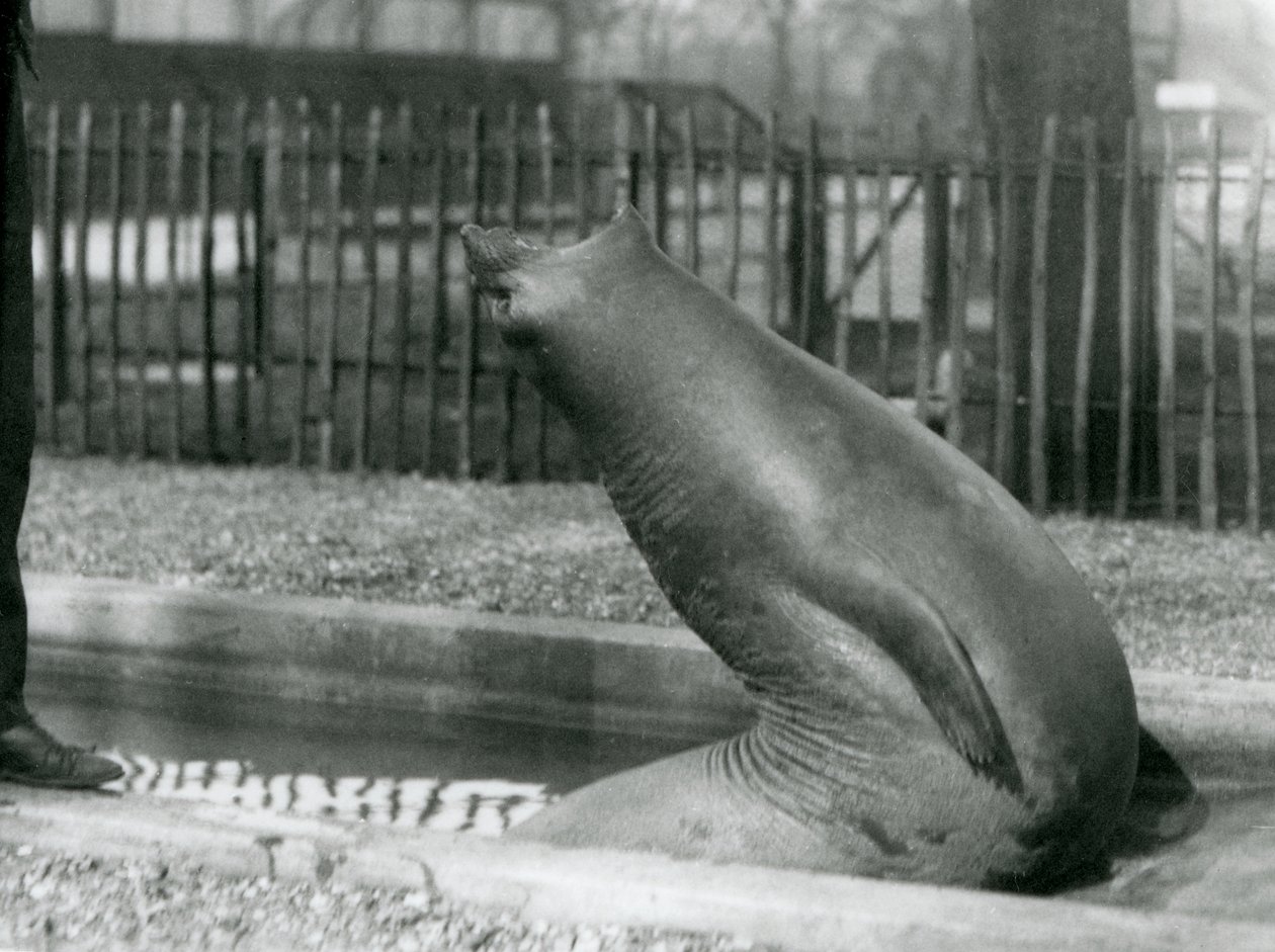 後方に手を伸ばす若いゾウアザラシ（ロンドン動物園 作： フレデリックウィリアムボンド