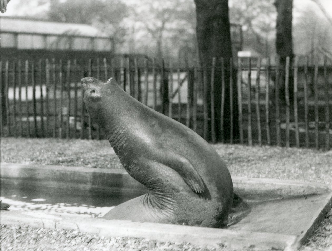 後方に手を伸ばす若いゾウアザラシ（ロンドン動物園 作： フレデリックウィリアムボンド