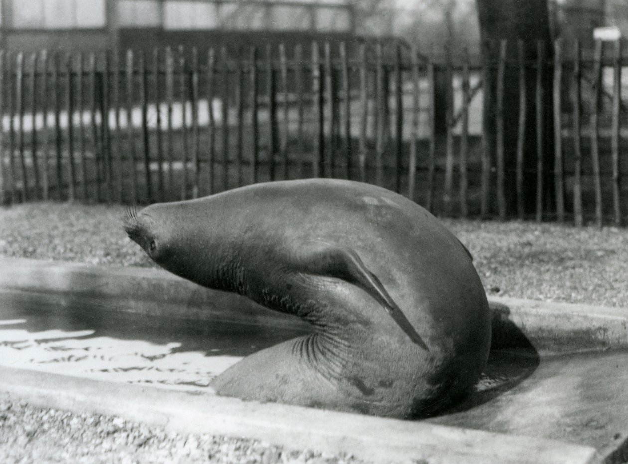 後方に手を伸ばす若いゾウアザラシ（ロンドン動物園 作： フレデリックウィリアムボンド