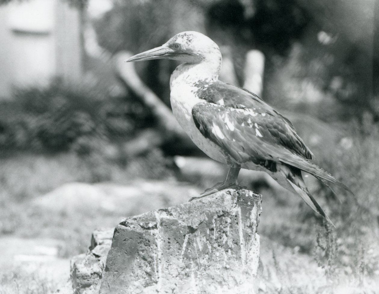 1929年、ロンドン動物園で木の切り株に立つ若いガネーシャ(モノクロ写真) 作： フレデリックウィリアムボンド
