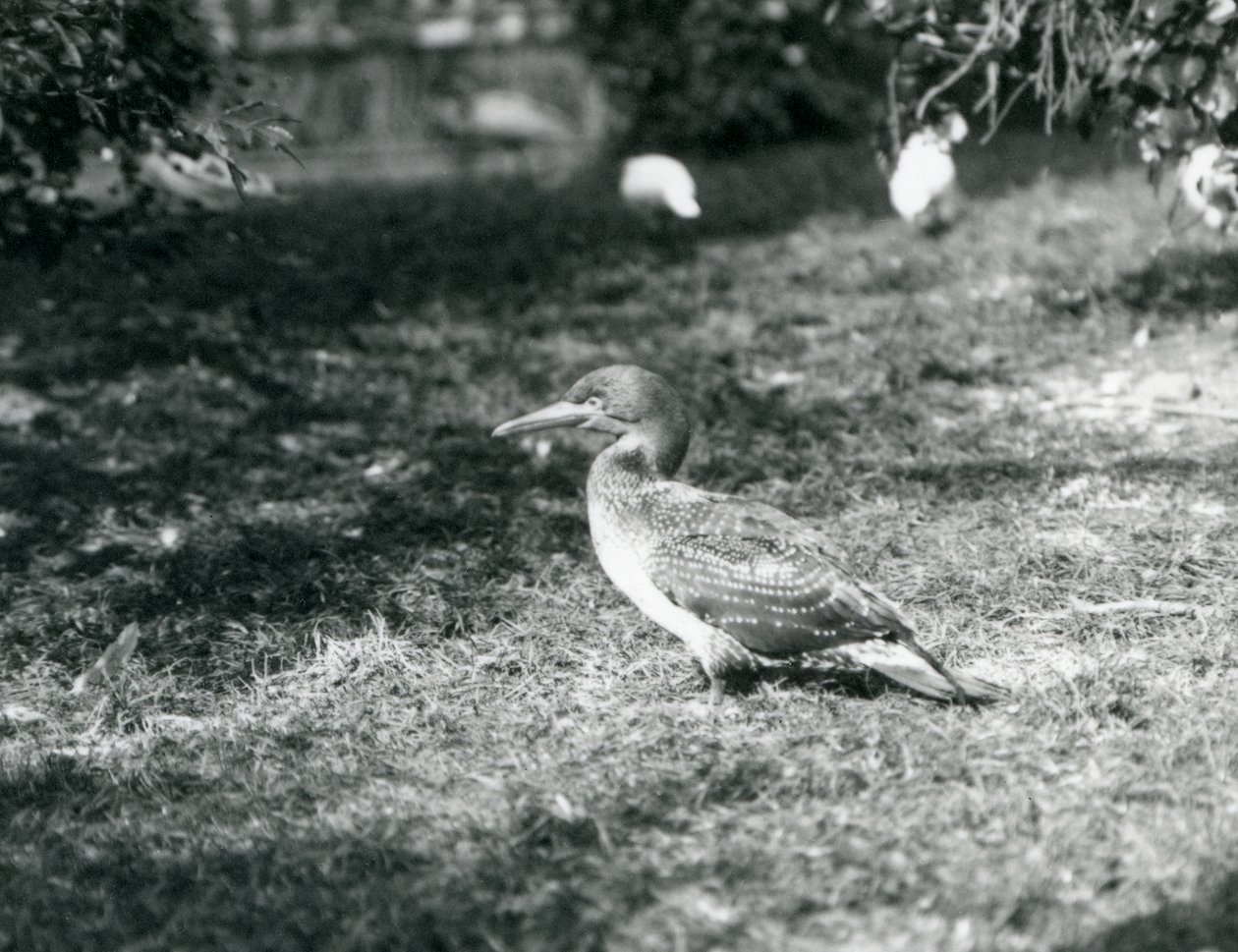 1927年9月にロンドン動物園の芝生の上に立っている若いカツオドリ 作： フレデリックウィリアムボンド