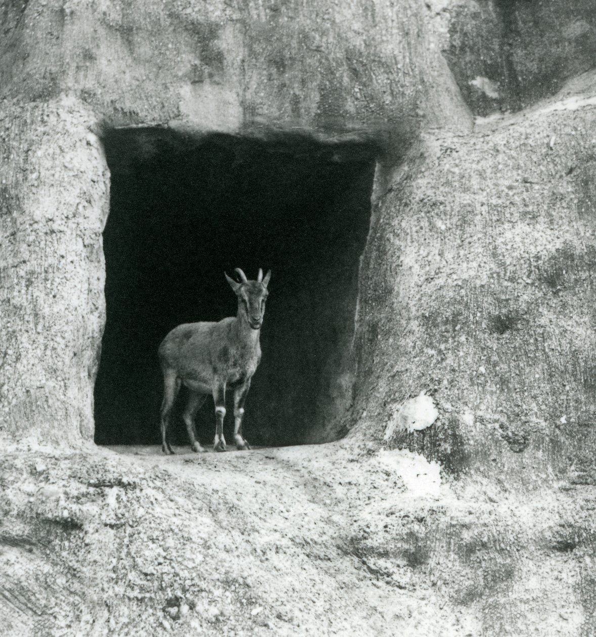 1927年8月、ロンドン動物園のマッピンテラスの人工岩の洞窟の入り口に立っている若いギリシャのアイベックス 作： フレデリックウィリアムボンド