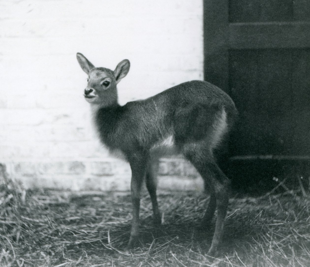 1926年1月、ロンドン動物園の干し草の上に立っている若いLechwe 作： フレデリックウィリアムボンド