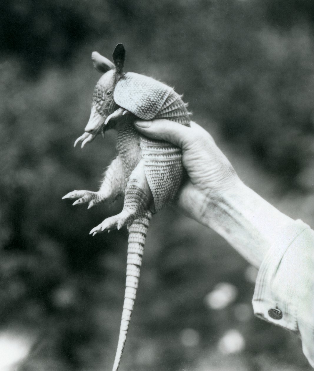 1926年8月にロンドン動物園で飼育員の手に保持された9バンドのアルマジロ 作： フレデリックウィリアムボンド