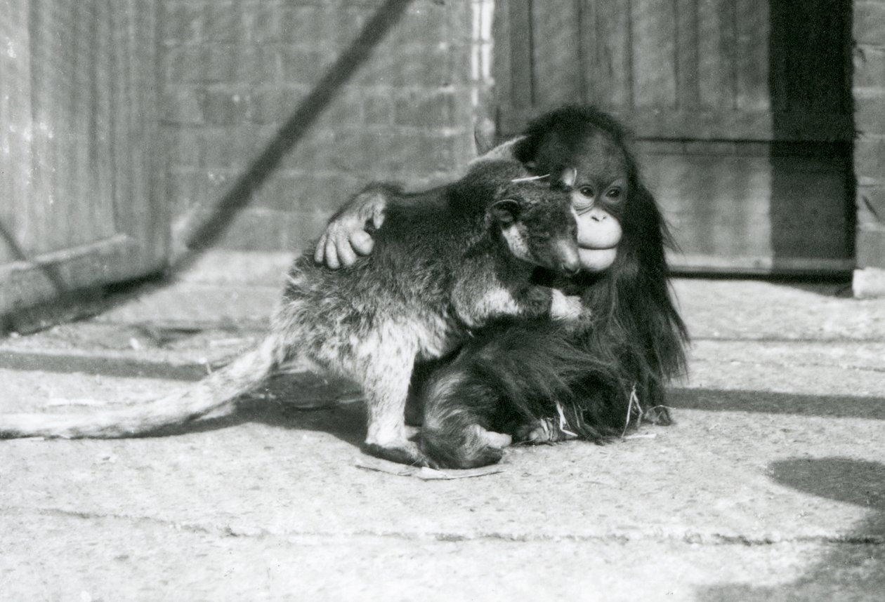 1927年、ロンドン動物園でツリーカンガルーを抱きしめる若いオランウータン(モノクロ写真) 作： フレデリックウィリアムボンド