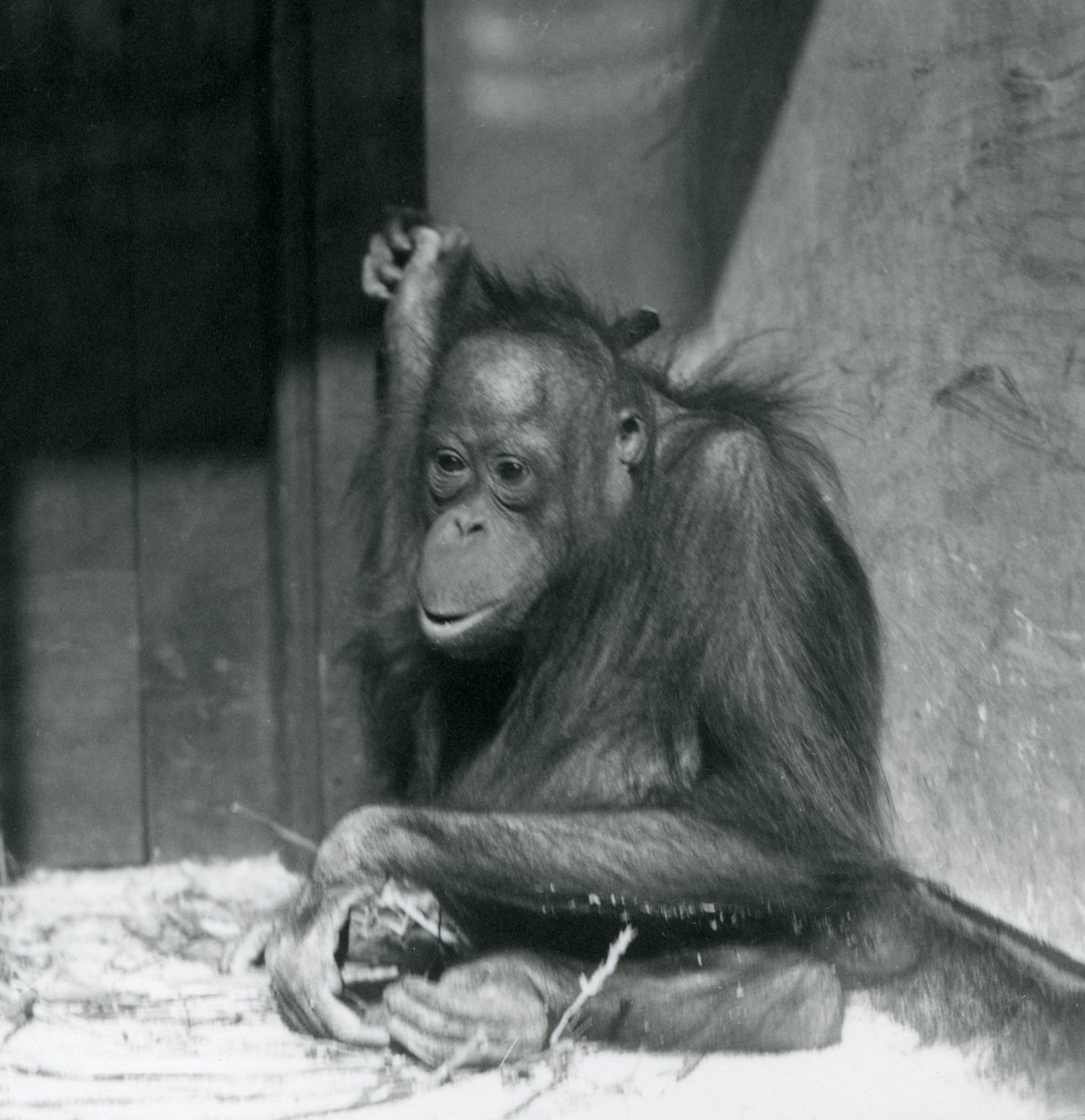 1925年10月、ロンドン動物園の囲いに座っている若いオランウータン 作： フレデリックウィリアムボンド
