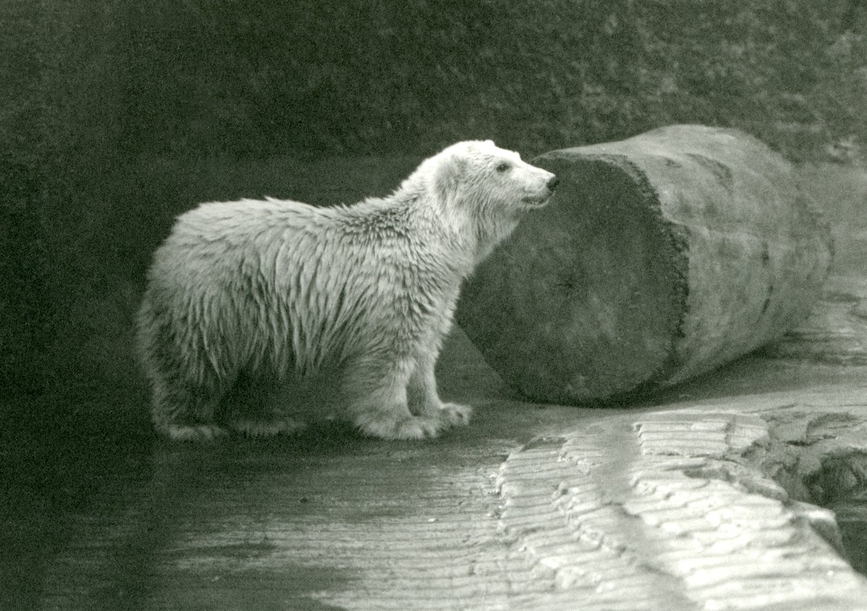 1924年11月にロンドン動物園で若いシロクマ 作： フレデリックウィリアムボンド
