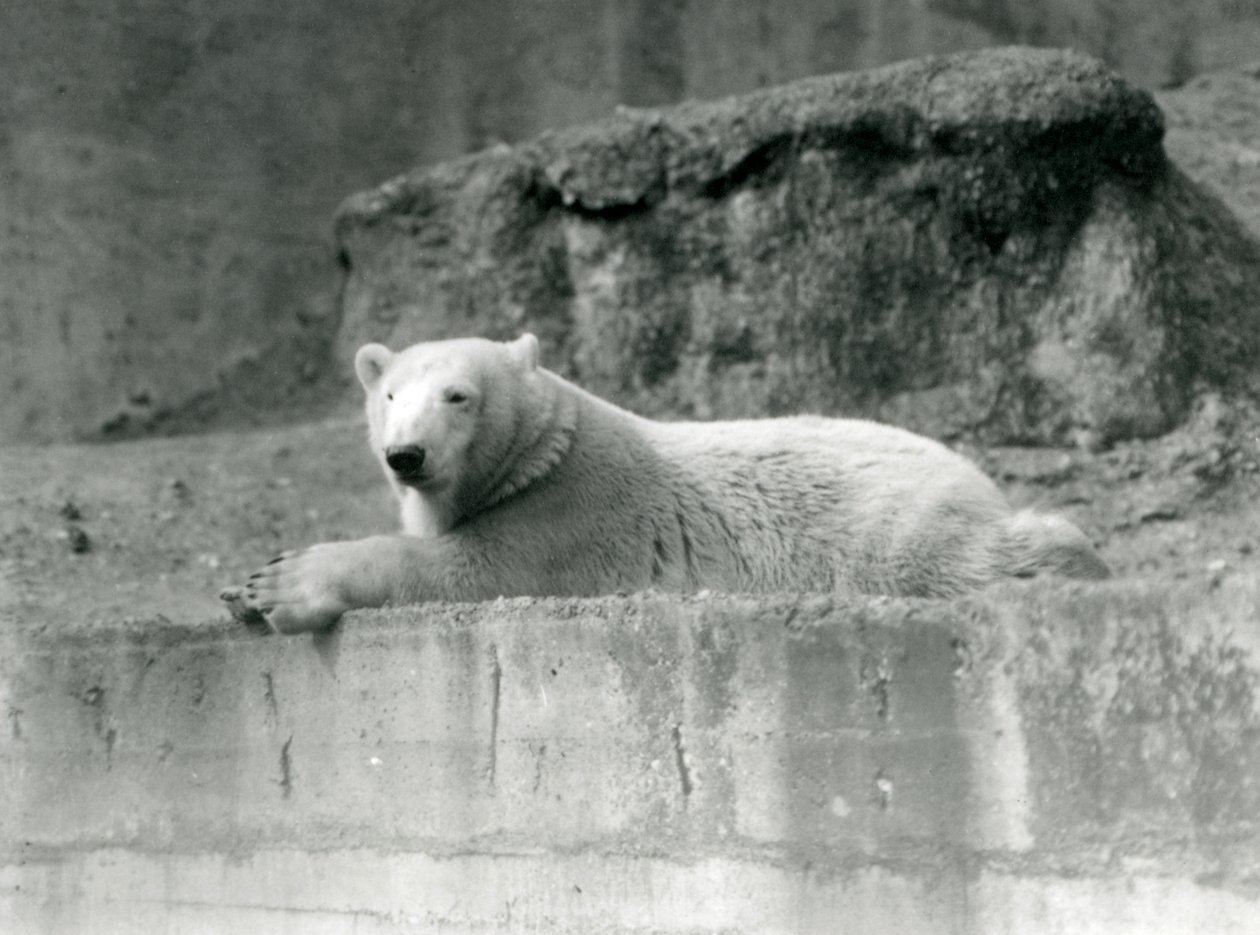 若いシロクマが1927年にロンドン動物園の囲いの岩だらけの棚で休んでいる 作： フレデリックウィリアムボンド