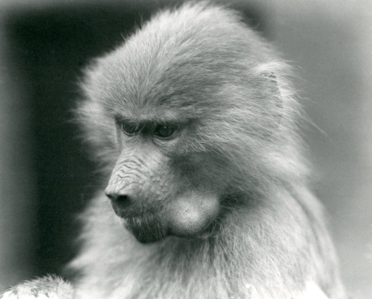 頬袋がいっぱいの若い聖なるヒヒ、ロンドン動物園、1925年 作： フレデリックウィリアムボンド