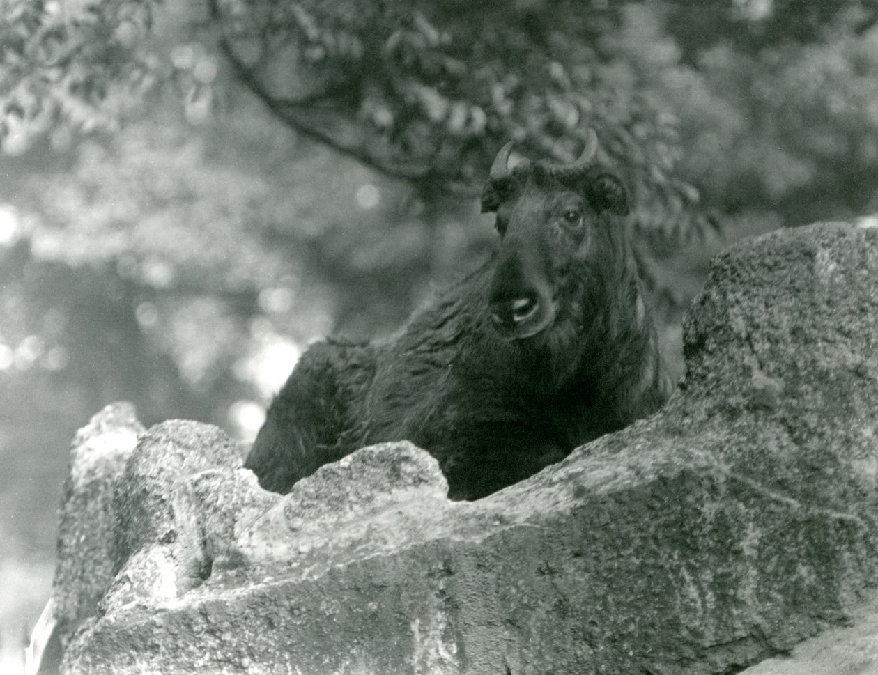1924年6月、ロンドン動物園の岩の上で休んでいる若いシャキン（牛シャモアまたはGnuヤギとも呼ばれます） 作： フレデリックウィリアムボンド