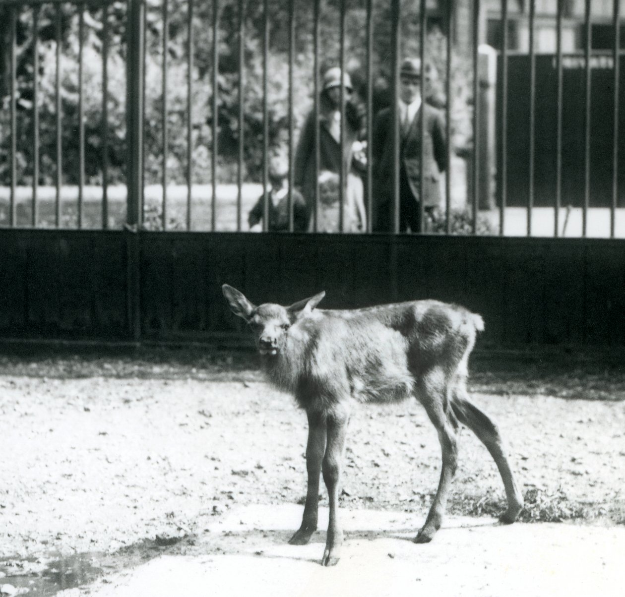 1927年8月、ロンドン動物園、パドックに立つ若いワピチ/エルクとそれを見守る来場者（モノクロ写真 作： フレデリックウィリアムボンド