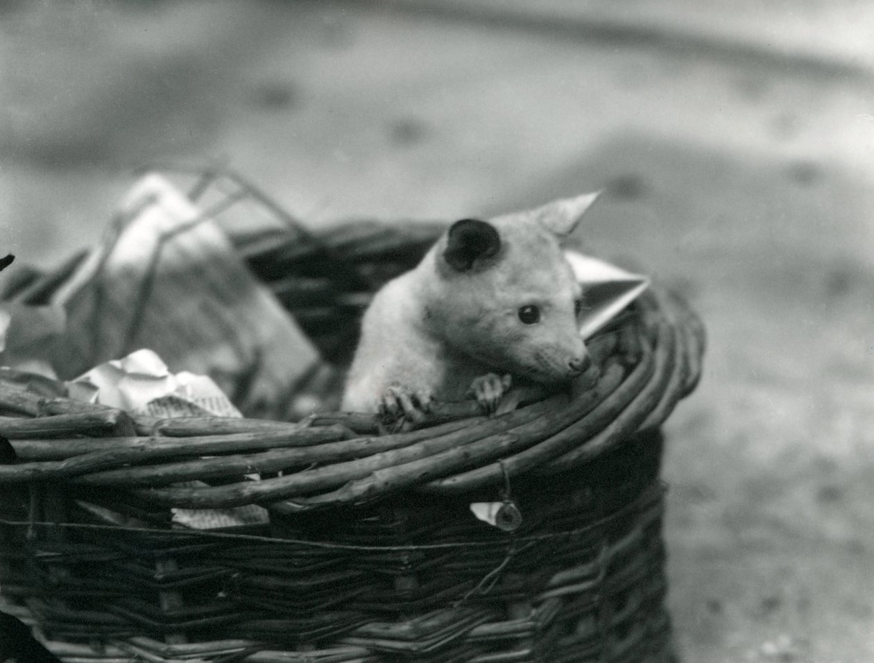 1920年10月、ロンドン動物園でバスケットから覗く若いアルビノオポッサム 作： フレデリックウィリアムボンド