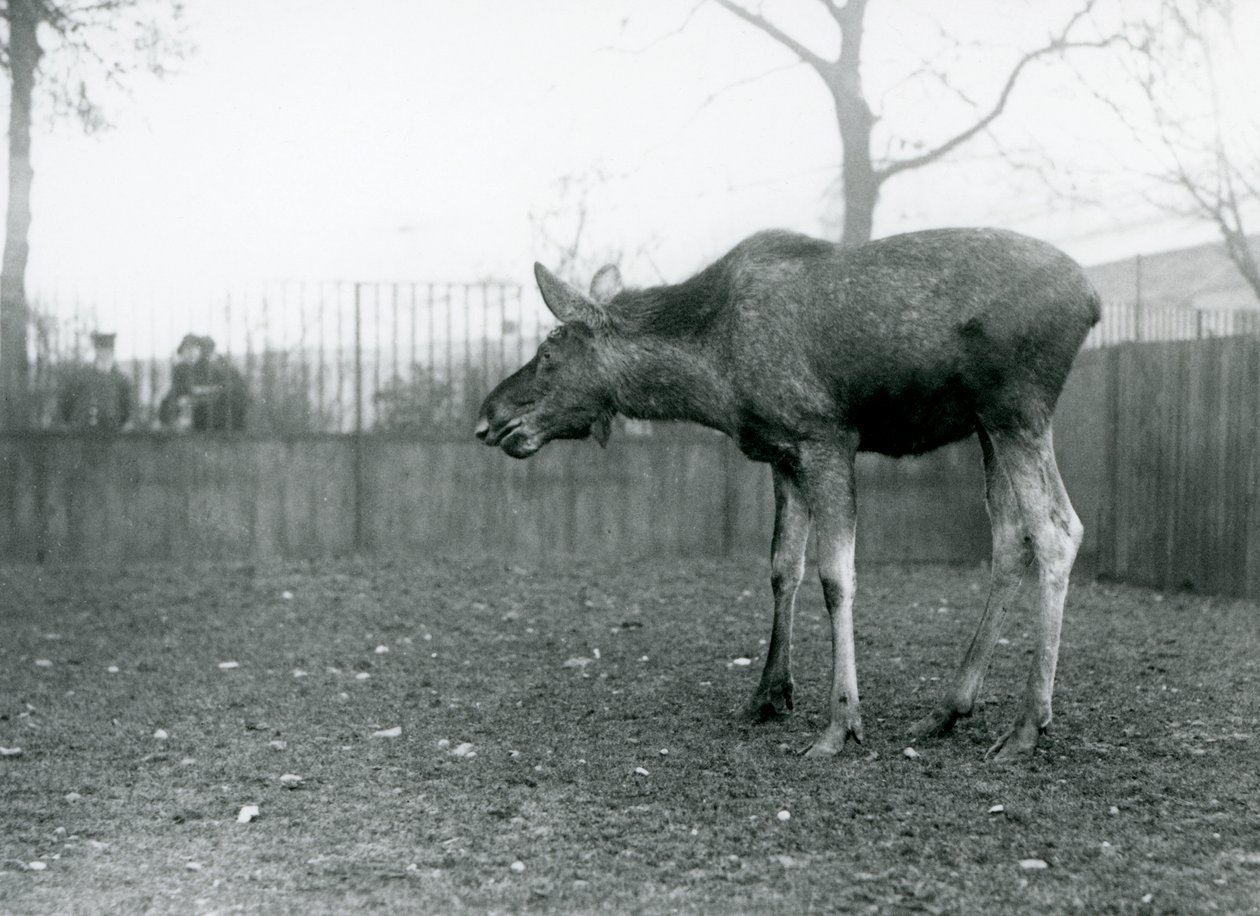 ロンドン動物園のパドックに立つ、角が抜けたばかりの若い雄のエルク／ムース（モノクロ写真 作： フレデリックウィリアムボンド