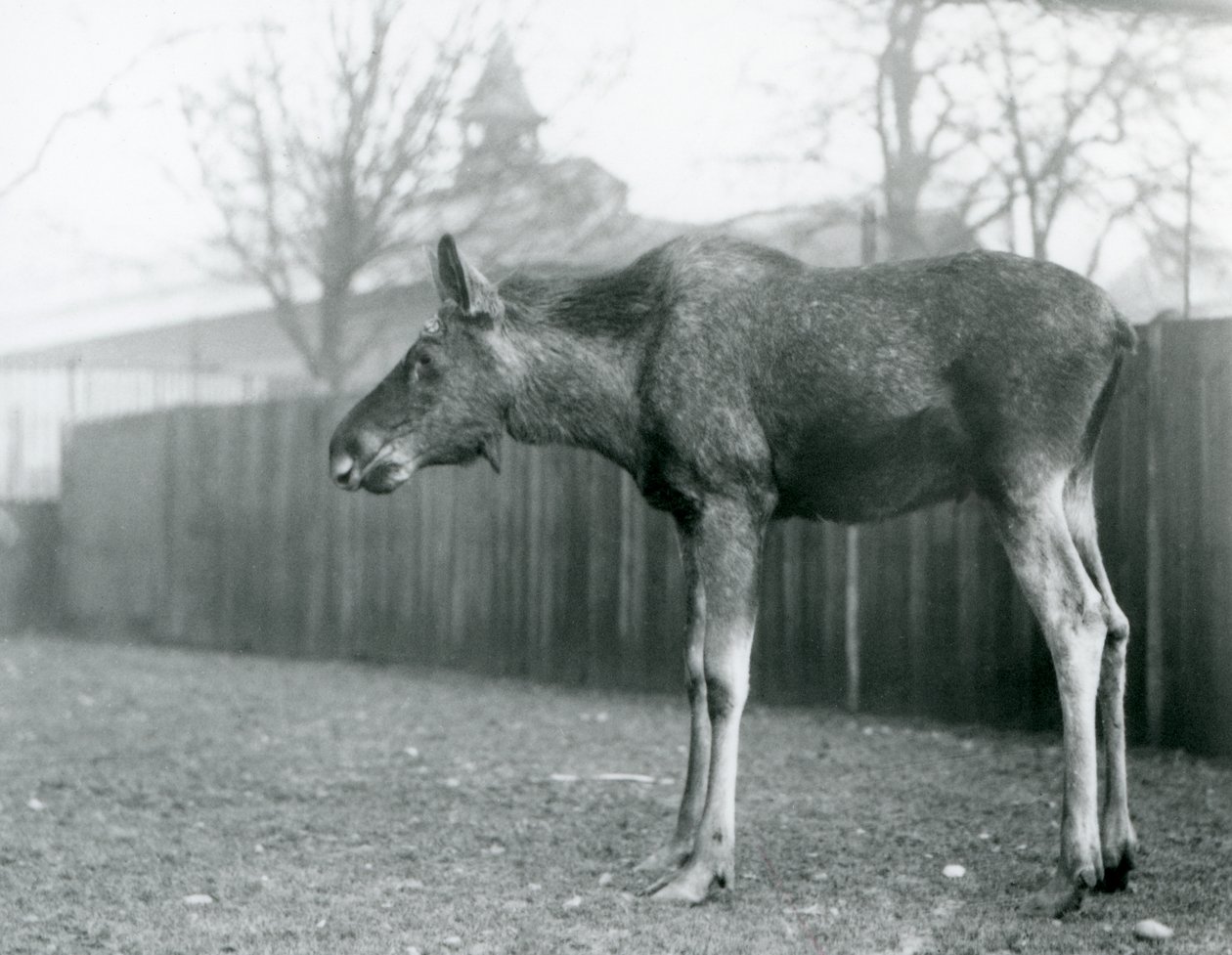 ロンドン動物園のパドックに立つ、角が抜けたばかりの若い雄のエルク／ムース（モノクロ写真 作： フレデリックウィリアムボンド