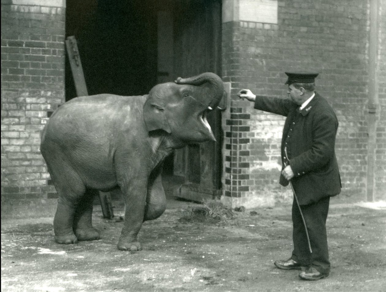 1922年2月22日、ロンドン動物園のキーパーH.ロバートソンと一緒の若い女性のインド象 作： フレデリックウィリアムボンド