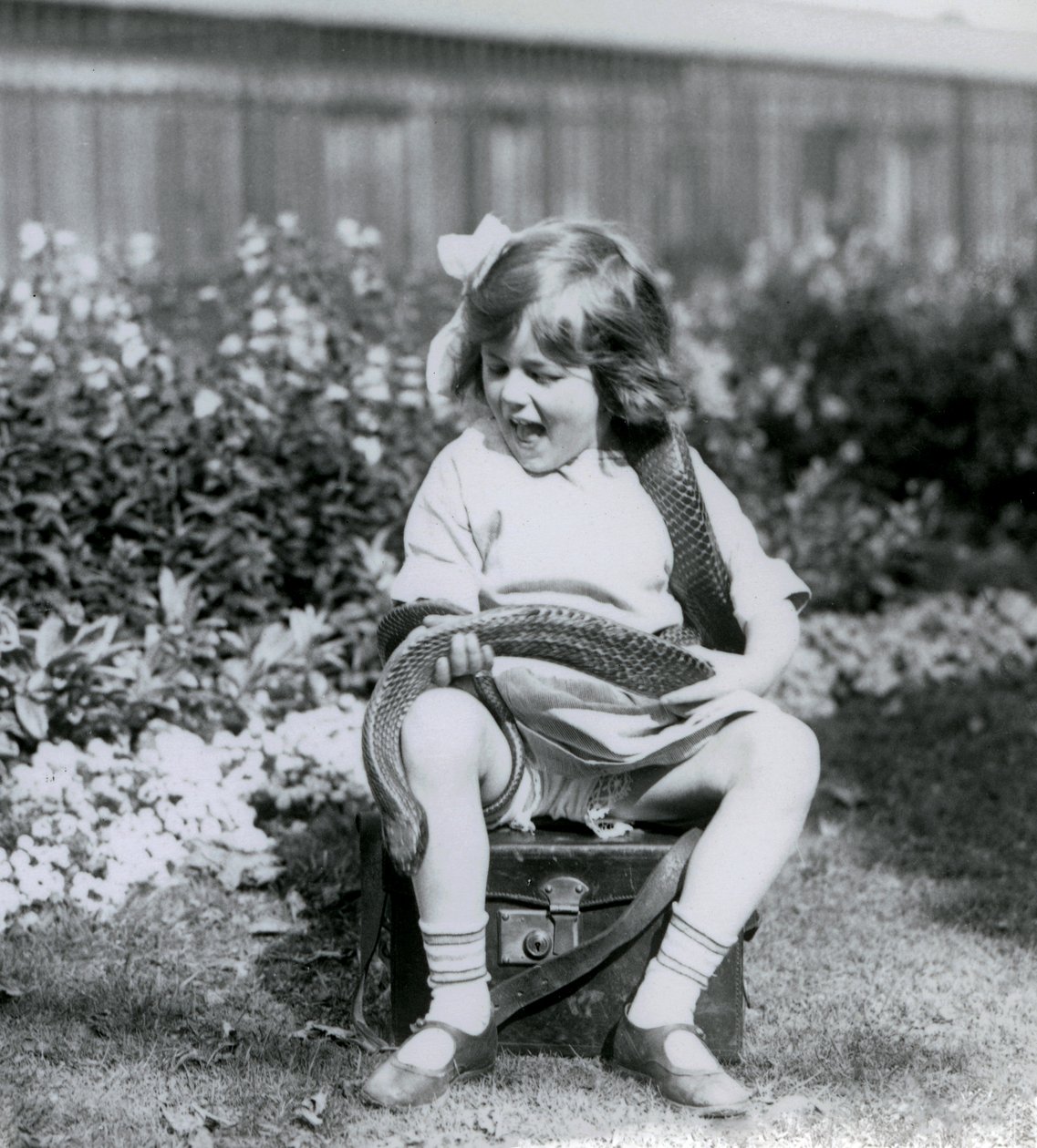 1924年にロンドン動物園で革のトランクに座りながら、イースタンインディゴヘビを持つ少女ベティ 作： フレデリックウィリアムボンド