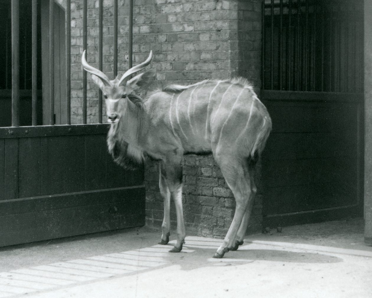 1929年、ロンドン動物園で囲いの中に立つグレーター・クドゥの若いオス（モノクロ写真 作： フレデリックウィリアムボンド
