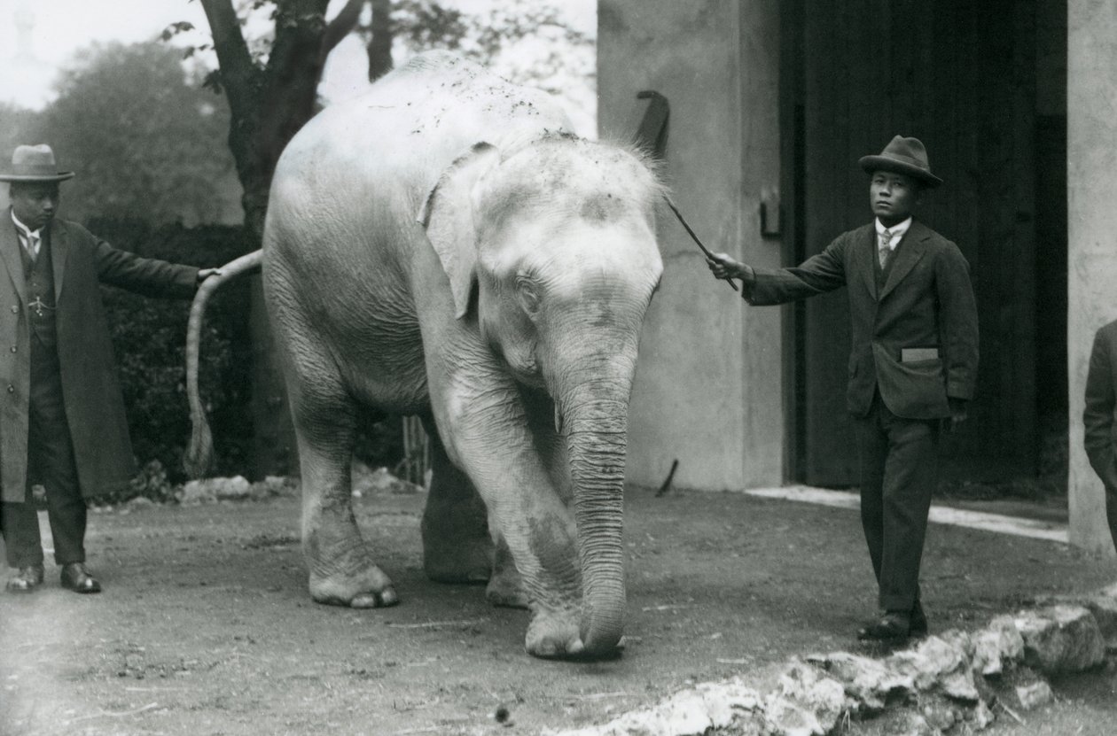 1926年5月、ロンドン動物園のソーポーミン博士を含むアルビノホワイトビルマエレファントパワ 作： フレデリックウィリアムボンド