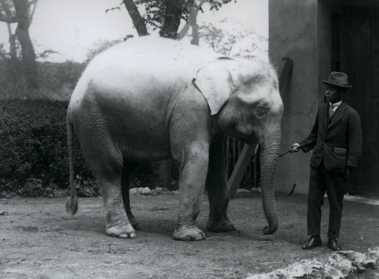 AlbinoWhite Elephant PawahとSaw Po Min博士、ロンドン動物園、1926年5月 作： フレデリックウィリアムボンド