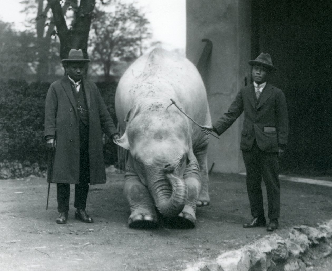 AlbinoWhite Elephant Pawah with Dr. Saw Po Min and Son、ロンドン動物園、1926年5月 作： フレデリックウィリアムボンド